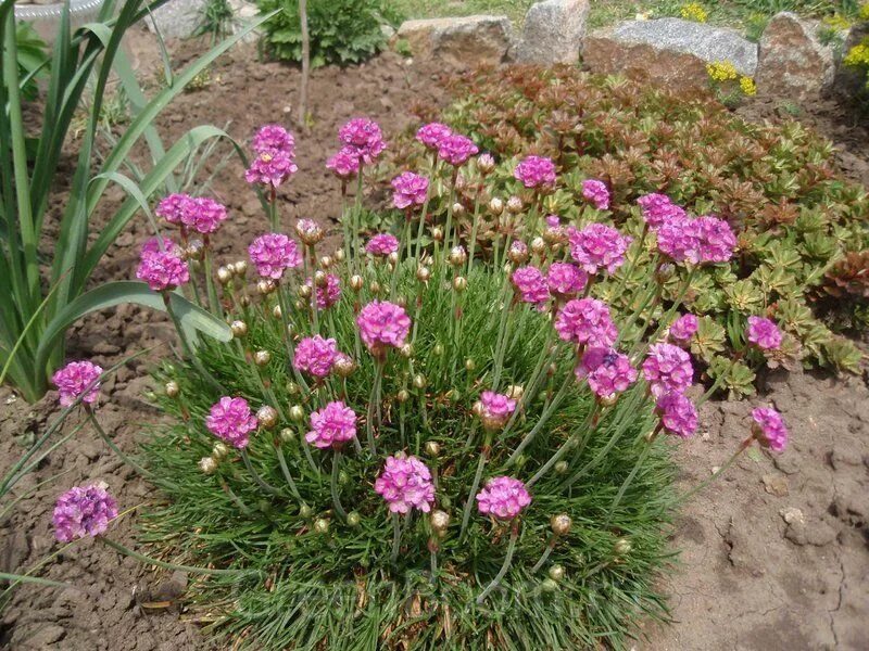 Армерия балерина лилак. Армерия полевая. Армерия дернистая. Армерия посадка и уход. Армерия посадка и уход.