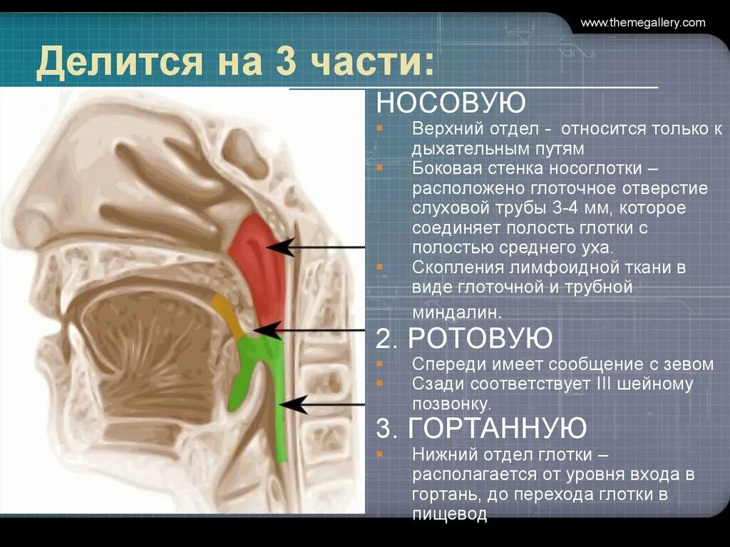 Отверстие носоглотки. Боковая стенка носоглотки. Глоточное отверстие слуховой трубы располагается.