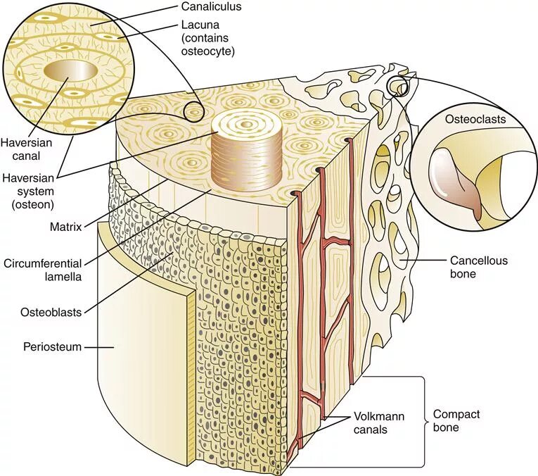 Структурно-функциональная единица кости Остеон. Концентрические костные пластинки остеона. Остеон кости. Остеон гаверсова система. Остеон ткань
