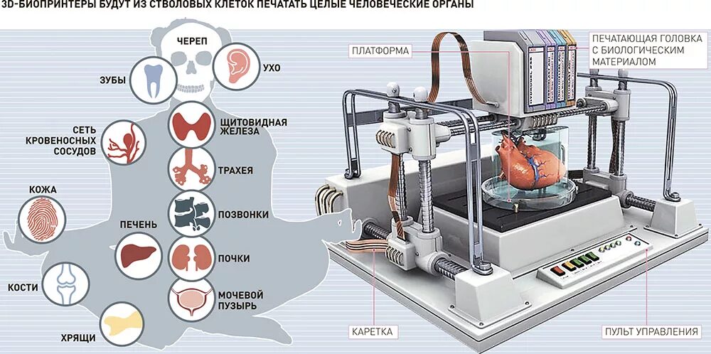 Печатать органы. 3d принтер биопринтер. Биопринтер для печати органов. Щитовидная железа 3d биопринтер. Принтер который печатает органы.