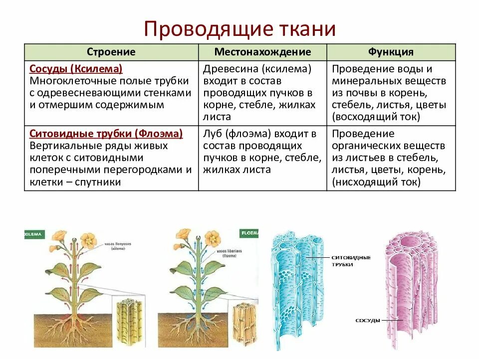 Какое строение проводящей ткани. Какое строение проводящей ткани