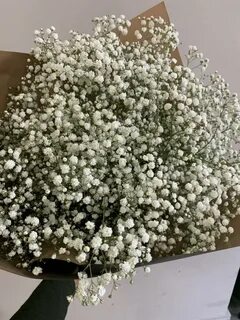 Сколько стоят гипсофилы