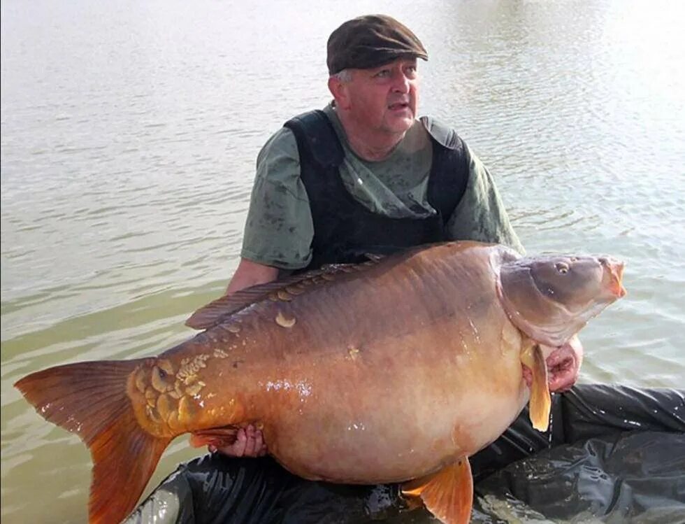 Огромная рыба. Самые большие уловы рыбы. Огромный карп. Крупная рыбалка. Самая огромная рыба пойма.