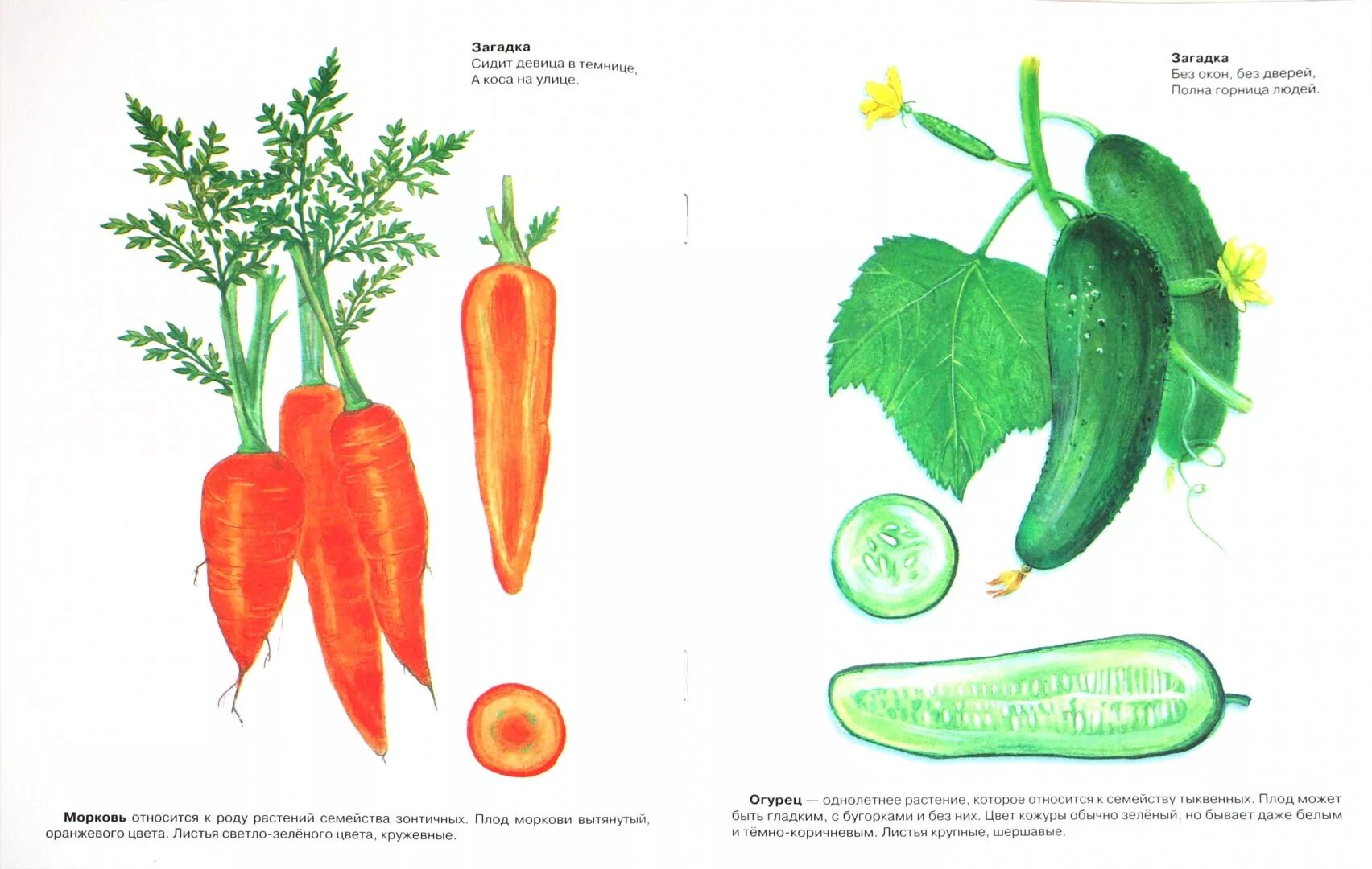 Овощи дидактический материал. Наглядный материал овощи. Овощные растения рисунок. Иллюстрации с изображением овощей. Культурные растения нарисовать