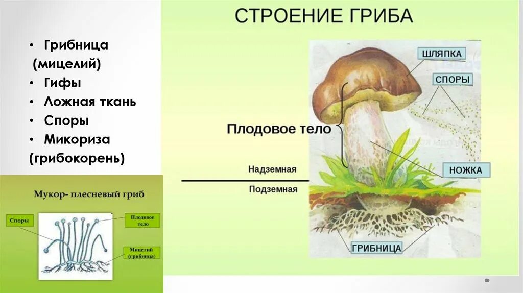 Строение съедобного гриба. Схема плодовое тело шляпочного гриба. строение шляпочного гриба 5 класс. строение шляпочного гриба 6 класс. схема строения шляпочного гриба 5 класс.