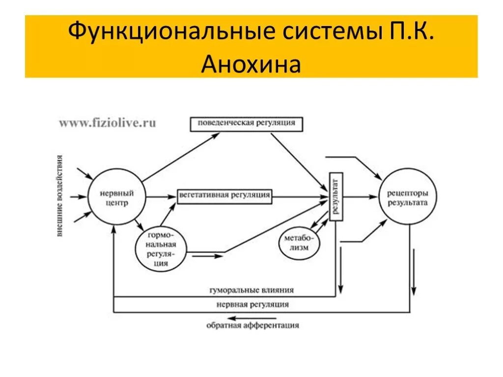 Функциональная система по п к анохину. Что такое функциональная система по п.к.анохину. схема функциональной системы по п.к. анохину.