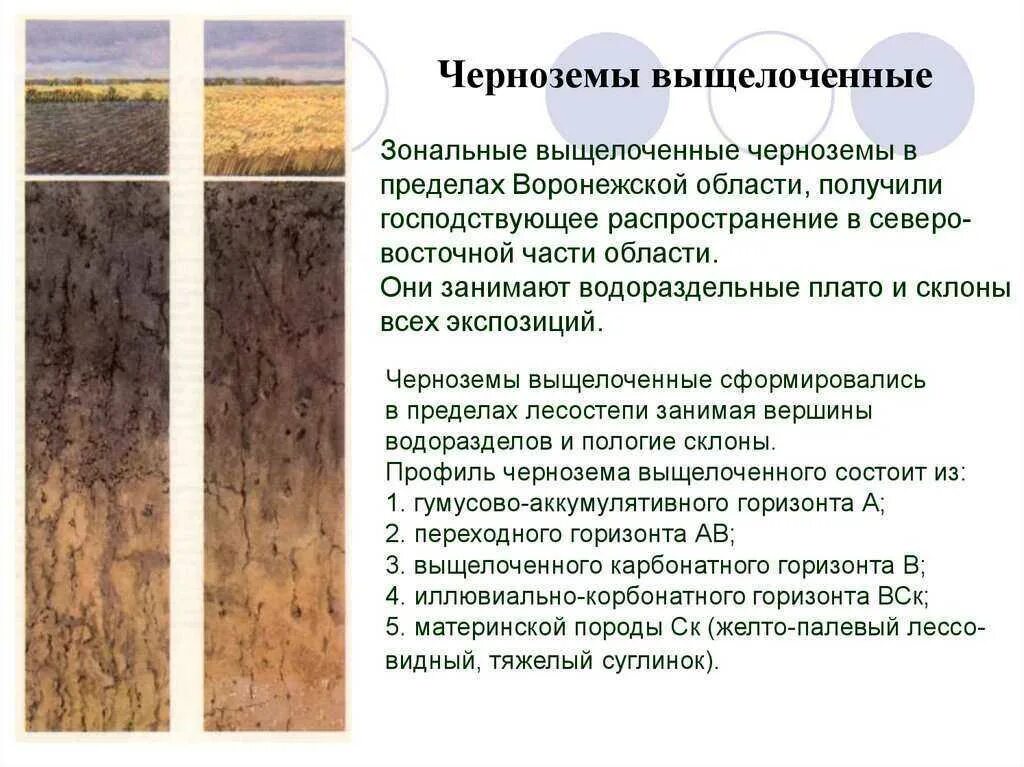 Почвенный разрез чернозема выщелоченного. Чернозем оподзоленный профиль. Чернозем оподзоленный схема. Профиль почвы чернозема выщелоченного. Какая почва менее плодородна