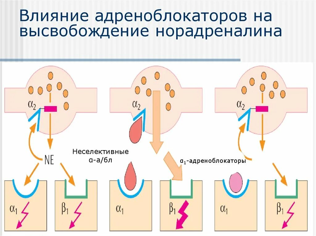 Механизм действия адреноблокаторов. Высвобождение норадреналина. Адреноблокаторы механизм действия. Влияние Альфа адреноблокаторов на высвобождение норадреналина. Действие альфа адреноблокаторов