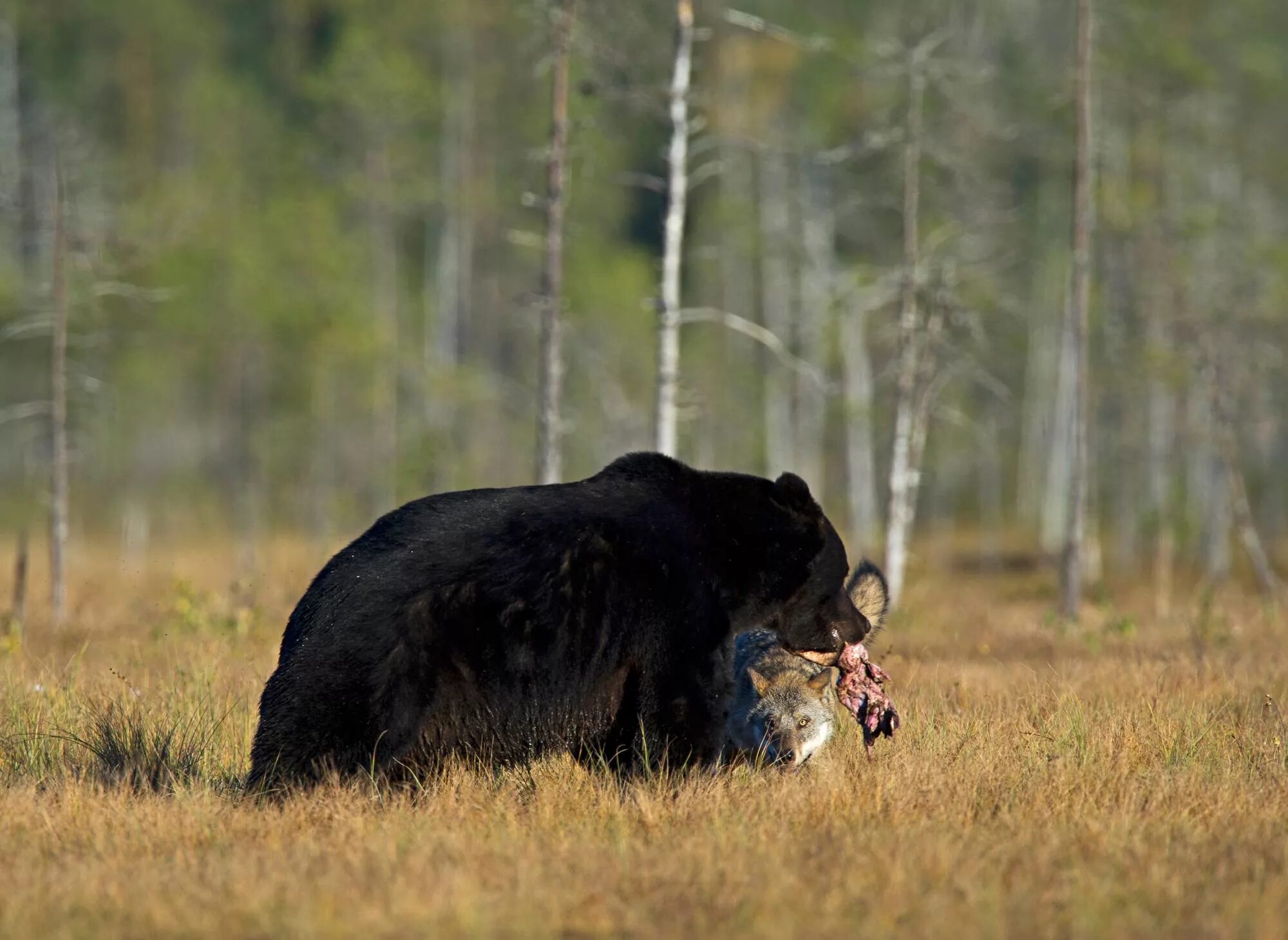 Волк против медведя. Волки и медведи. Враги медведя в природе.