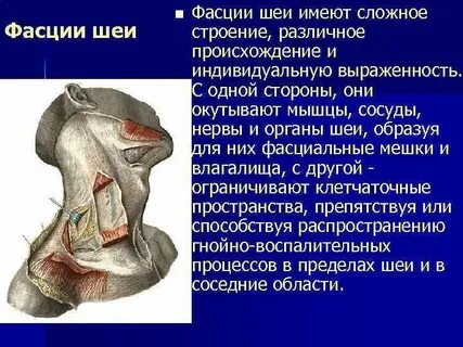 Органы шеи