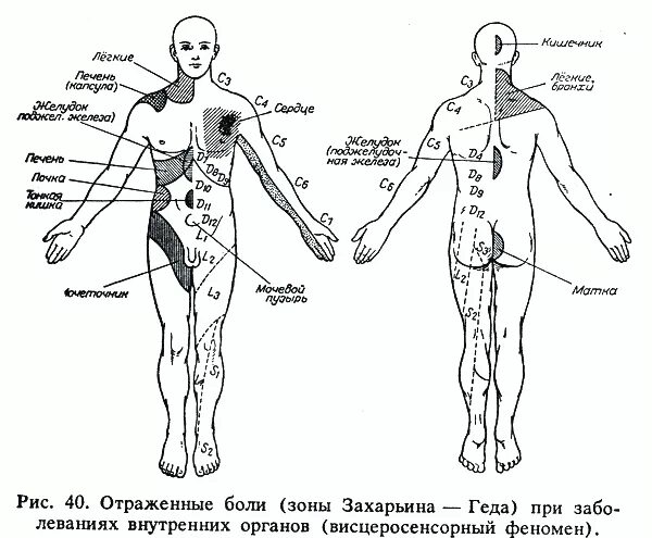 Массаж при заболеваниях нервной системы. Дерматомы тела человека зоны захарьина геда. зоны захарьина геда зоны отраженных болей. отраженная боль в зоне захарьина-геда. механизм воздействия массажа на организм.
