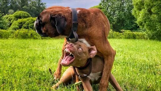 Тайсон джина. Питбуль джина и боксер тайсон. Собака боксер тайсон. Pitbull gina / питбуль джина. Собака боксер тайсон.