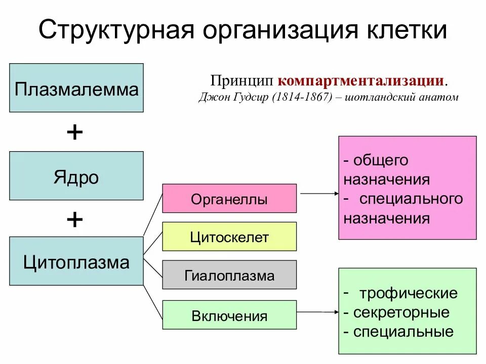 Принципы организации клеток