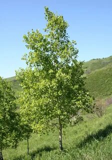 Осины кусты