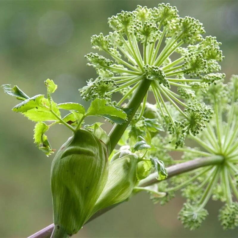 Трубчатая трава. Трубка растение. Сумеречная саррацения. Дудник и борщевик. Борщевик сосновского стебель.