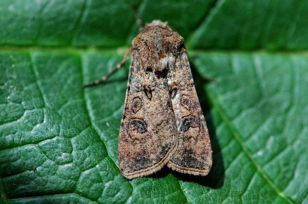 Хлопковая совка имаго. Бабочка вредитель 10. Куколка бабочки noctuidae. Капустная совка. Яблонная минирующая моль.