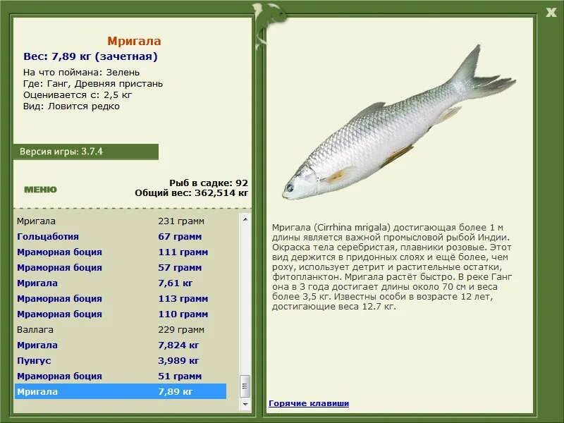 Сколько можно ловить рыбы. Рыба востробрюшка Уссурийская. Какую рыбу на что ловить. Какую рыбу можно поймать. Рыба лечь.