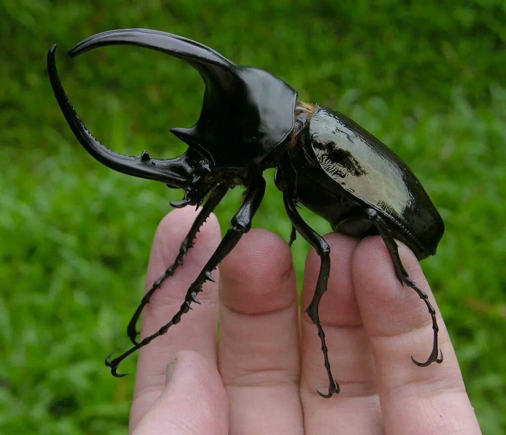 Большие жуки насекомые. Chalcosoma moellenkampi. Жук Chalcosoma. Жук Рогач черный. Вильчаторогий Жук носорог.
