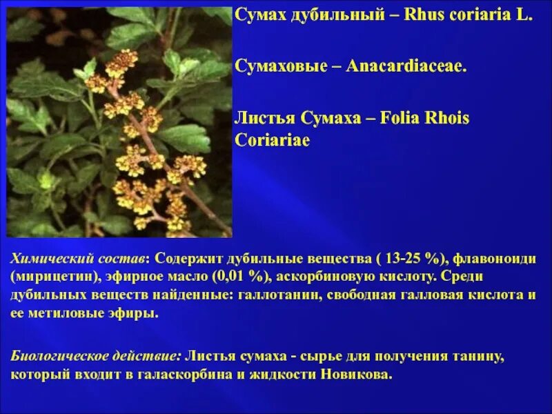 Сумах дубильный (Rhus coriaria. Сумах дубильный – Rhus coriaria l.. Растения содержащие дубильные вещества. Дубильные вещества в растениях. Дубильные растения примеры
