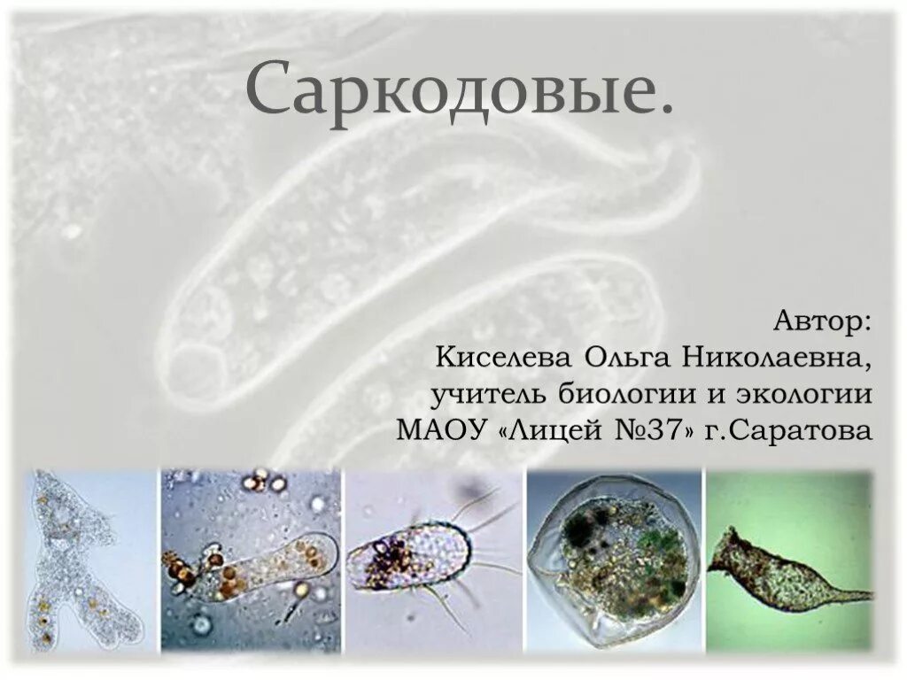 Простейшие саркодовые. Саркодовые представители. представители простейших. простейшие животные. саркодовые простейшие.