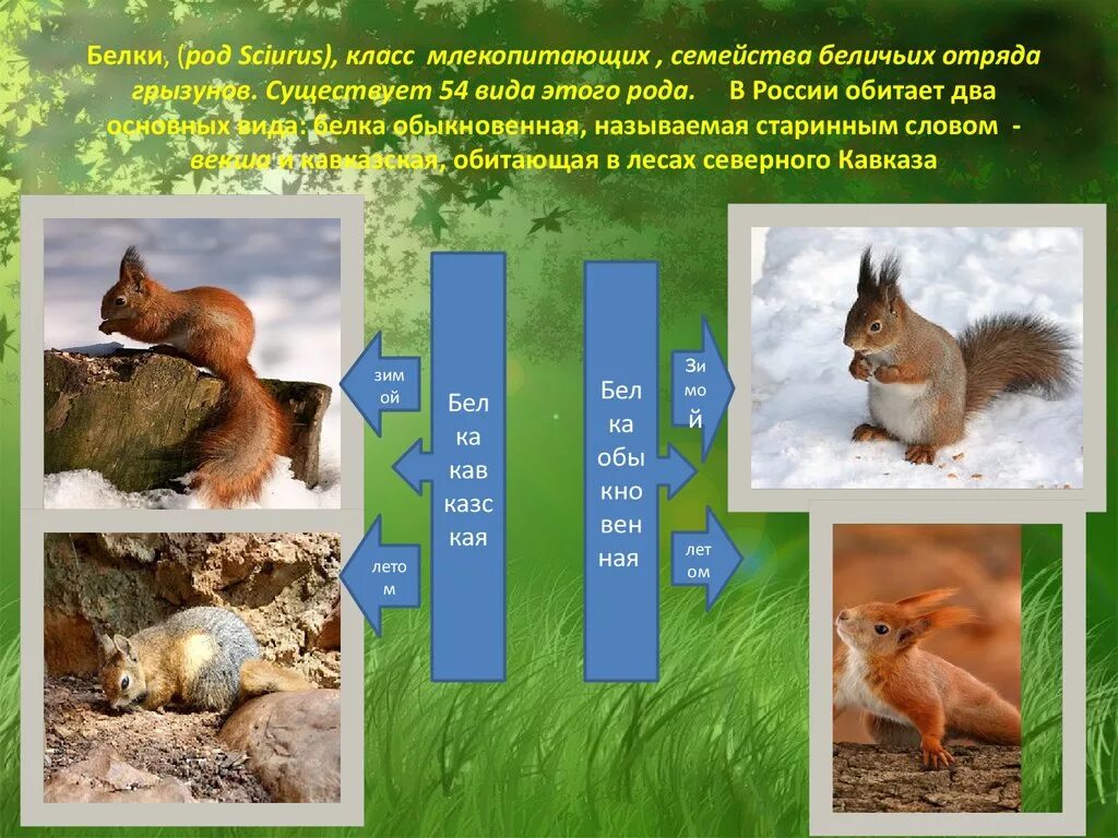 Где живет белка в какой зоне. Белка для презентации. Описание белки для детей. Семейство беличьих отряд грызунов. Развитие белки.
