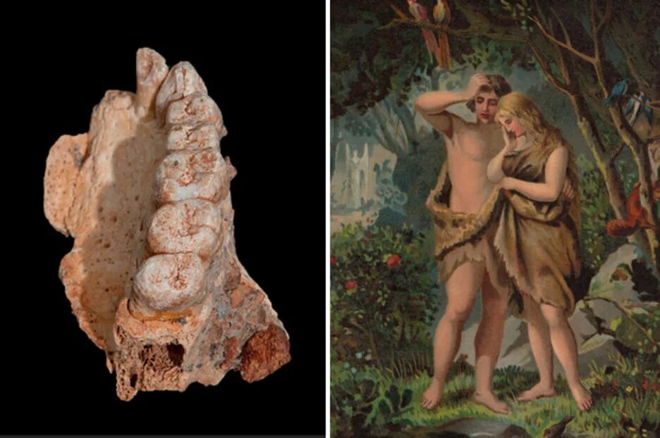 Рост адама и евы останки. Рост адама и рост евы. Рост пророка адама. Какой рост был у адама. Adam levine рост.