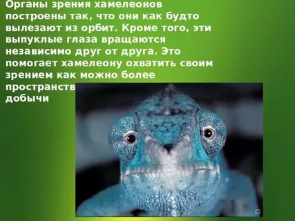 Хамелеон загадка
