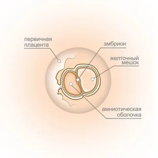 Зародыш инструкция