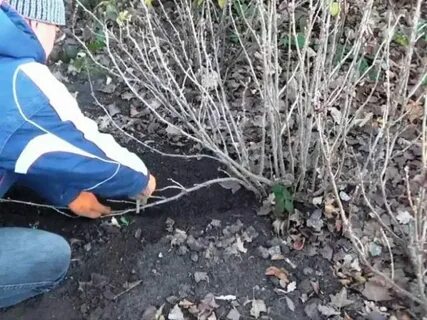 Чем обработать под зиму кустарники и деревья