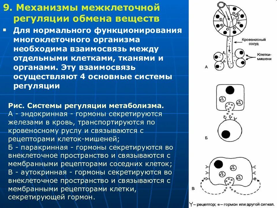 Межклеточные взаимодействия. Механизмы межклеточных взаимодействий это. Регуляция межклеточных взаимодействий. Внутриклеточные механизмы регуляции метаболизма.