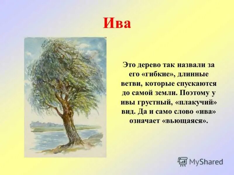 Сочинение ива над заглохшей рекой. Сообщение о дереве. Рассказ о дереве. Ива описание. Ива дерево описание.