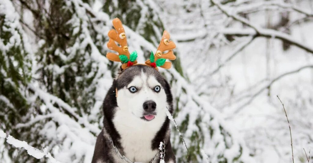 Хаски олень. Кольский полуостров хаски. Новогодние хаски. Хаски в снегу. Хаски с оленьими рогами.