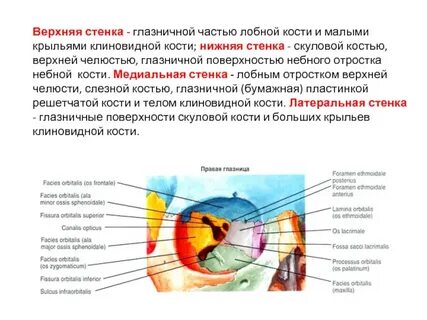 Стенки орбиты