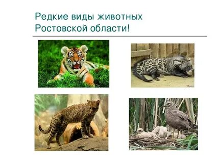 В мире животных ростов