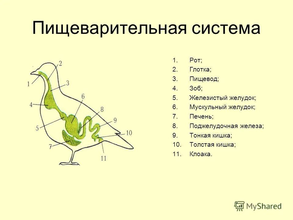 Форма легких птиц. Схема пищеварительной системы птицы. Схема строения органов пищеварения птицы. Схема пищеварения пищеварительная система птиц. Строение пищеварительной системы птиц 7 класс биология.