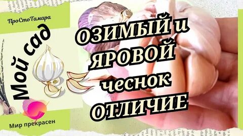 Отличие ярового чеснока от озимого