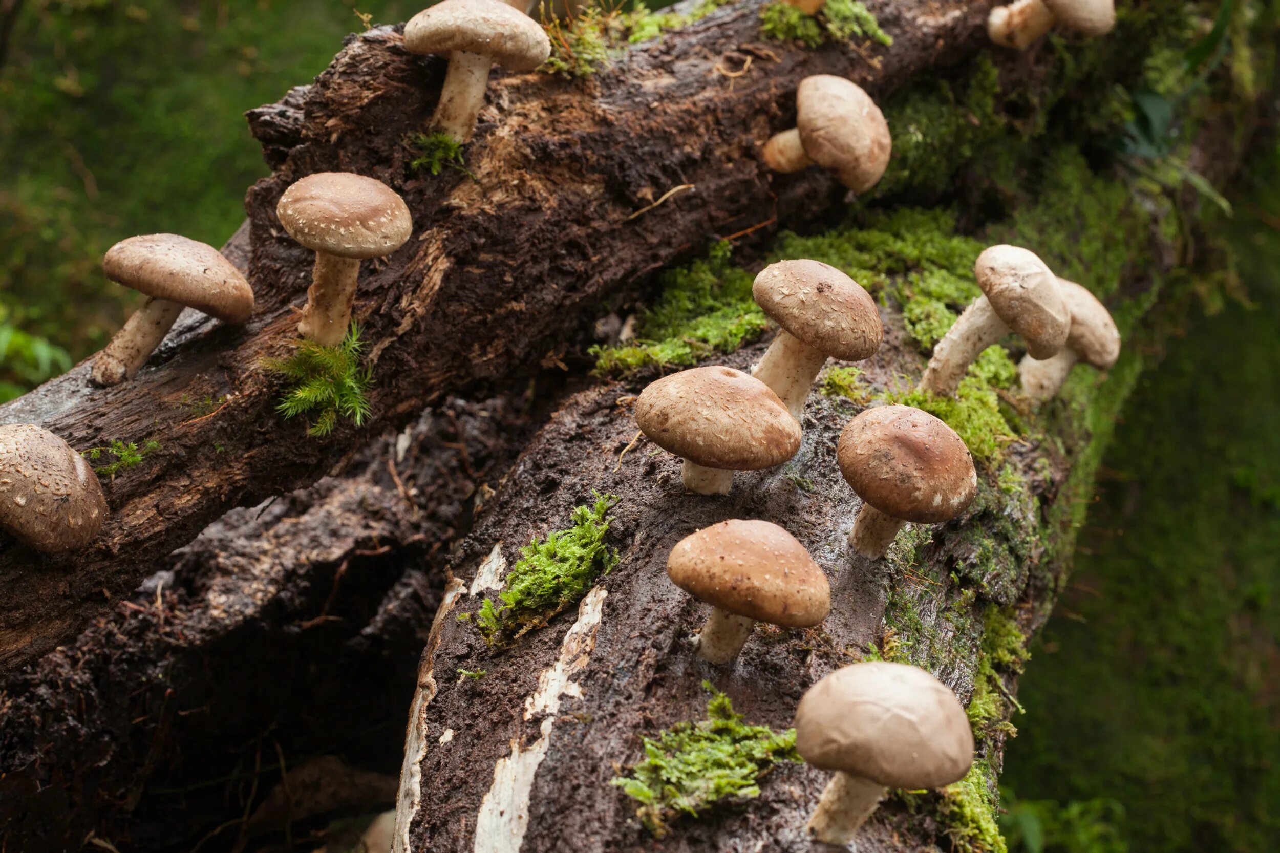 Японские грибы шиитаке. Шиитаке Lentinus edodes. Шиитаке съедобные грибы. Шитаки грибница.