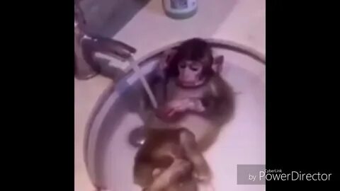Слушать песни купание обезьяны в теплой воде