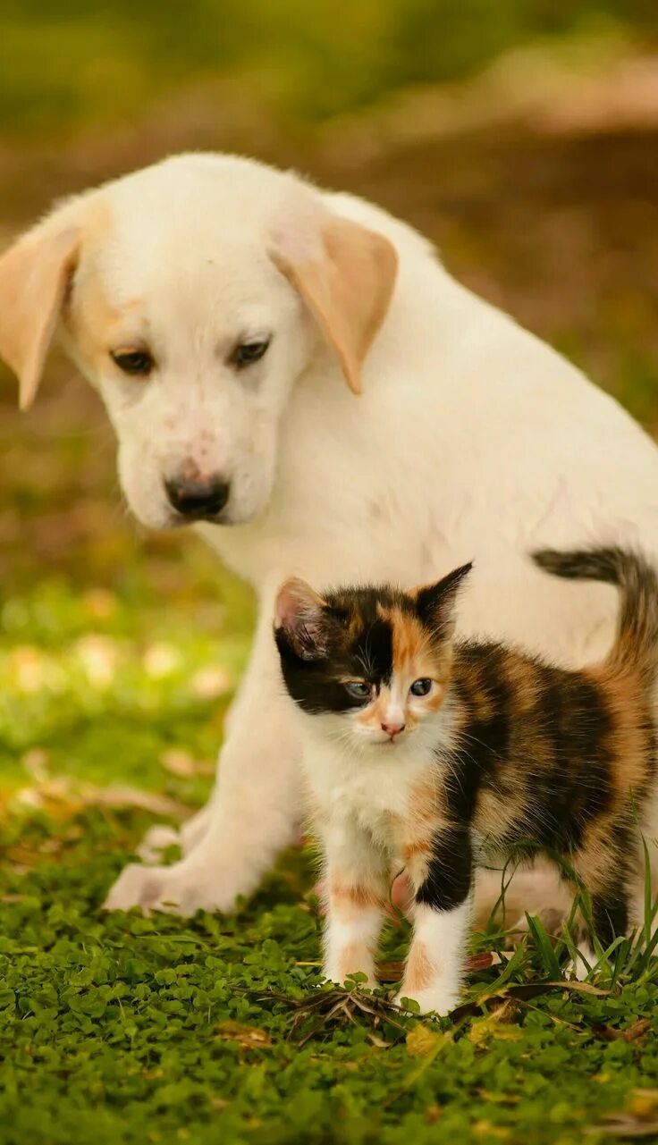 puppy and kitten pictures All Puppies Pictures and Wallpapers Cute puppies and k