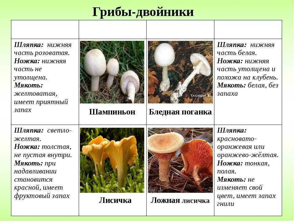 Определите признаки грибов. Гриб двойник бледной поганки. Грибы -двойники. Отличие съедобных грибов от несъедобных.. Грибы двойники съедобный гриб шампиньон. Опасные грибы двойники съедобные грибы опасные.