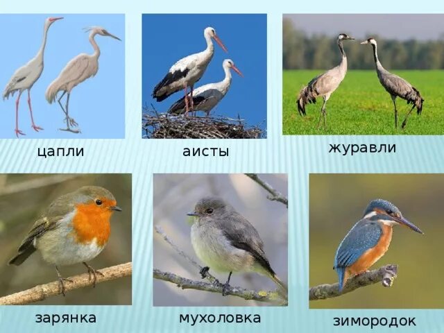 Чем отличается аист от цапли. Цапля аист журавль. журавль аист цапля различия. отличие журавля от цапли. отличие журавля от аиста и от цапли.