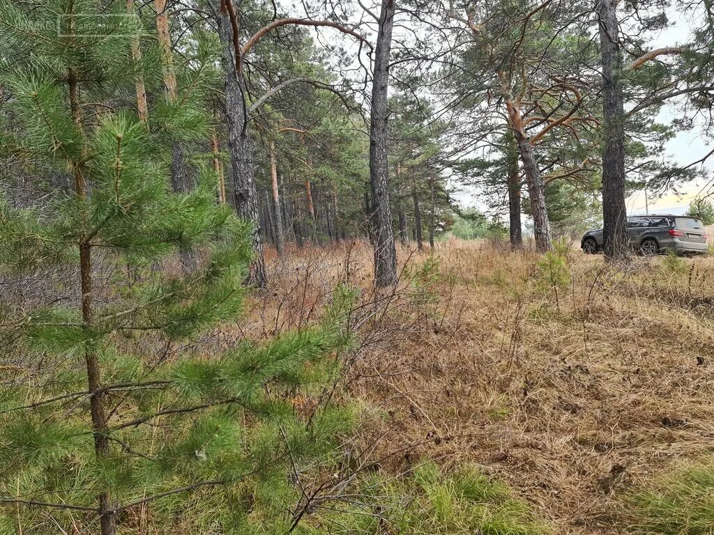 днт есаульский бор ул мира. д мачихино наро-фоминский район. снт поляны пушкинский район. снт поляны пушкинский район. снт лесное бор.