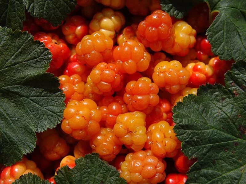 Cloudberry. Северная ягода Морошка. Царская ягода Морошка. Морошка (Rubus chamaemorus). Янтарную морошку (Rubus chamaemorus).