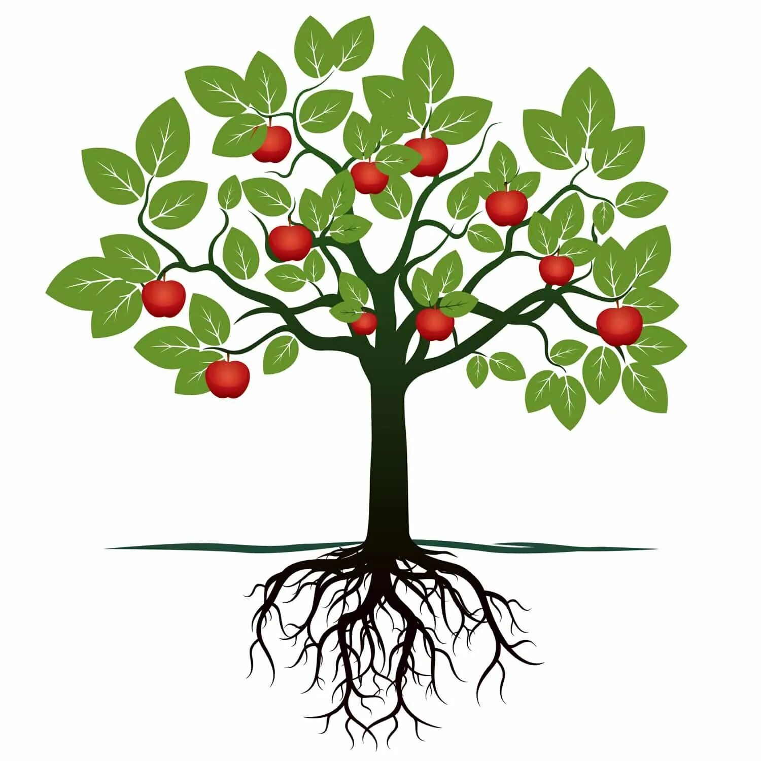 Яблоня дерево символ. Дерево с корнями и плодами. Яблоня части растения. Корни яблони. Дерево яблоня вектор.