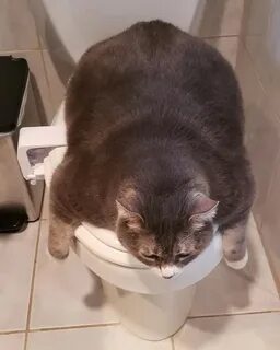 Котенок после переезда не какает