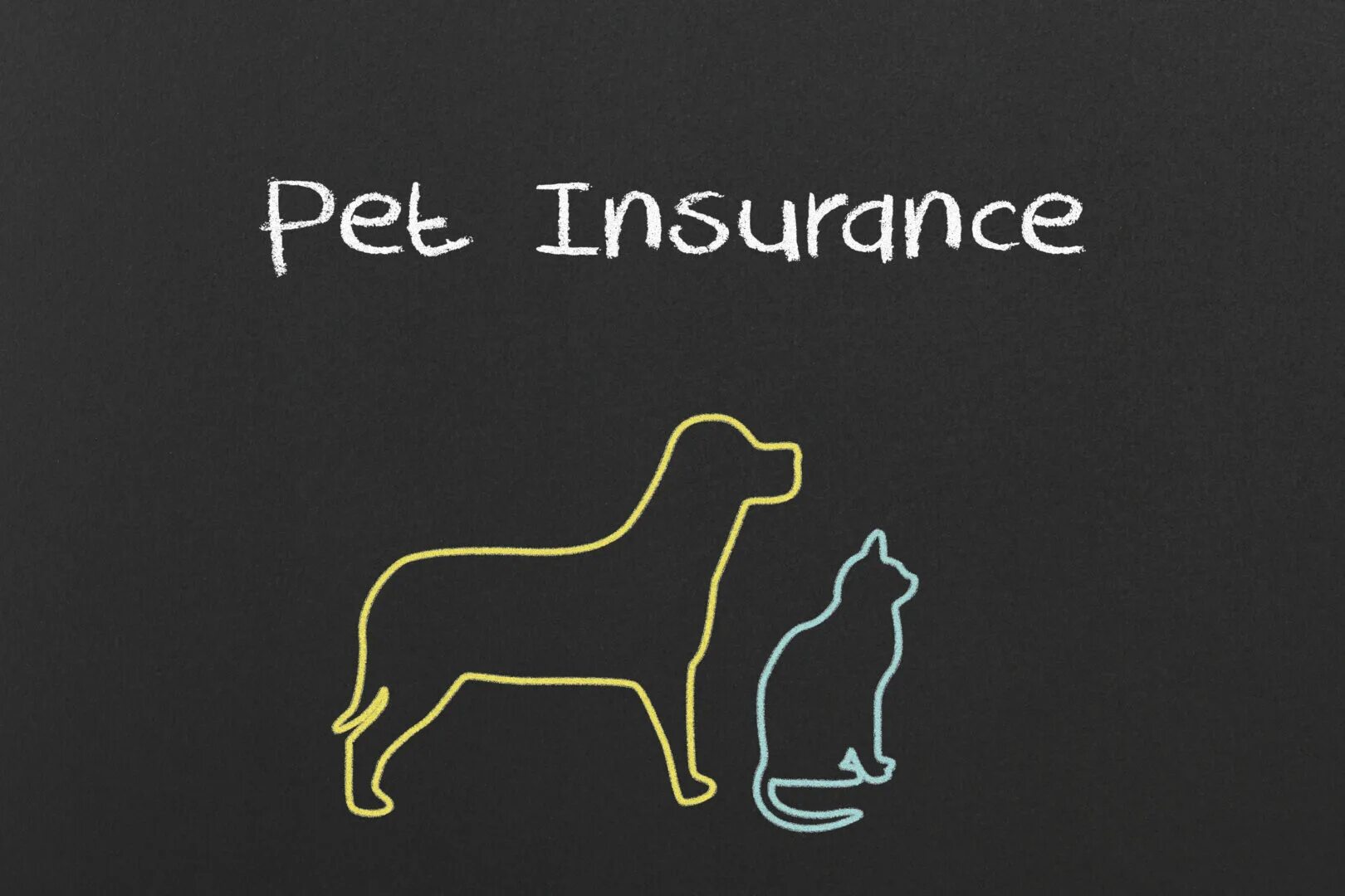 Регистрация pet. Pet insurance. Картинки страхование питомца Минимализм. Картинки Kinito Pet.