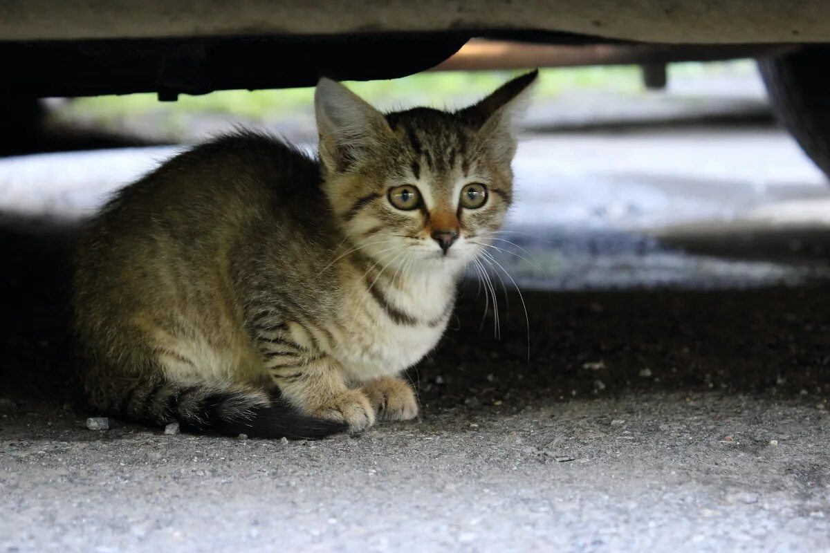 Уличные кошки купить. Бездомные кошки. Уличные котята. Брошенные кошки. Бродячие кошки.