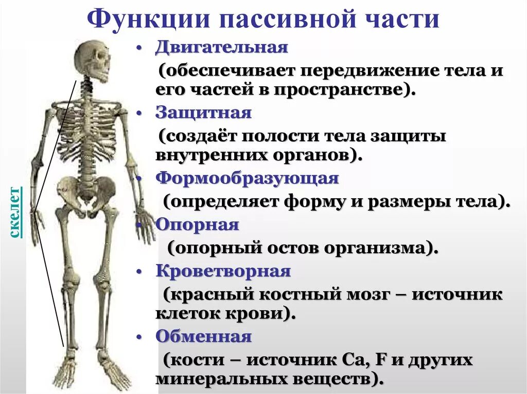 Каковы функции скелета человека. Функции пассивной части скелета. опорно двигательный аппарат строение кости. скелет человека опорно двигательная система. анатомия опорно двигательная система скелет.