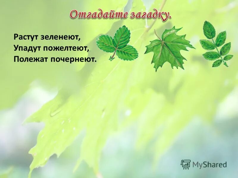 растёт зеленеет отгадка. загадка про одуванчик для детей 3-4. загадка про одуванчик для детей. прочитайте загадку отгадайте её. растет зеленеет.