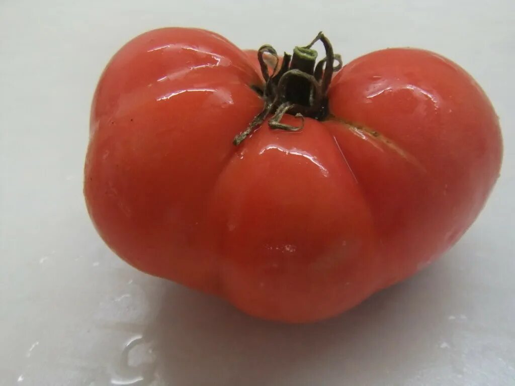 томат цыпочка описание сорта фото отзывы